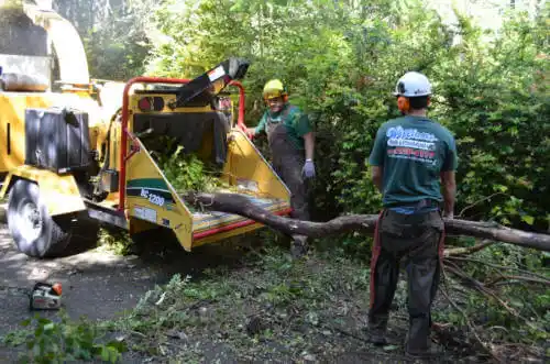 tree services Tiger